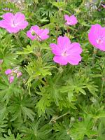 Geranium sanguineum (fam Geraniacees) (Asie septentrionale, Europe) (2) (Photo F. Mrugala)